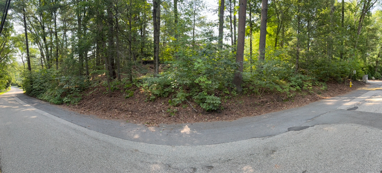 Same road edge after manual poison ivy removal — cleared to soil and pine duff