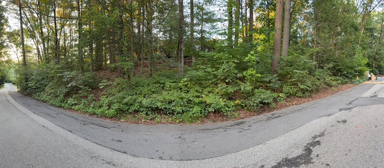 Road edge before manual poison ivy removal — overgrown vegetation along pavement
